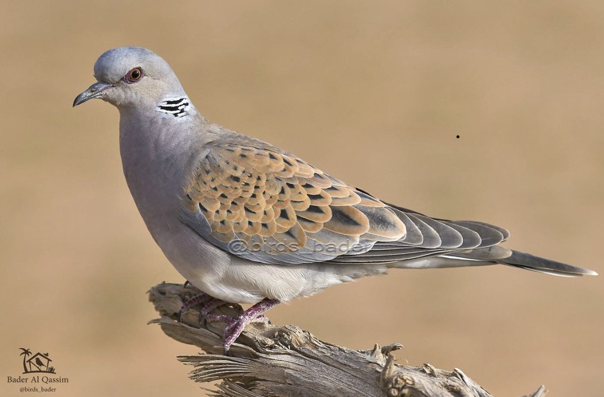 Heshteg القمري U Tvitteri