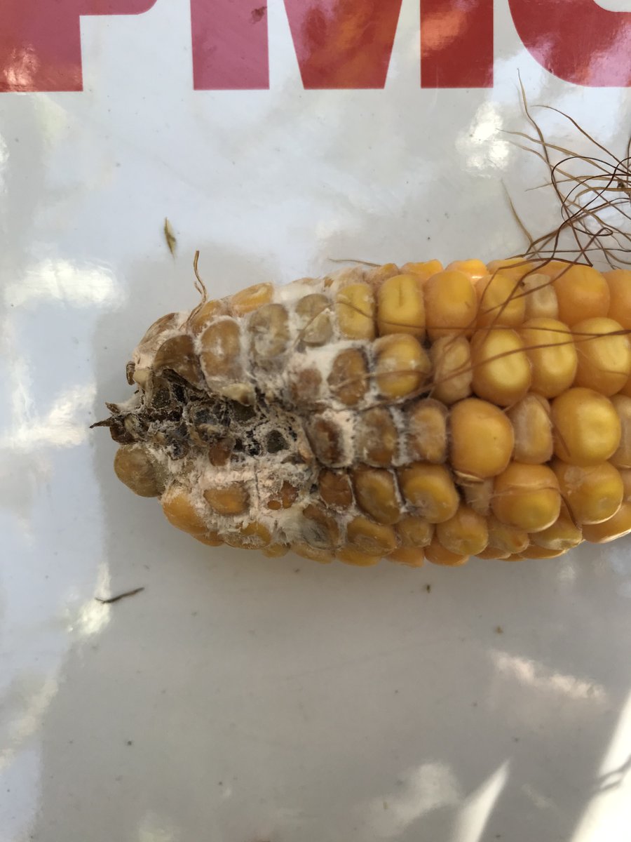 InsectTracker's tweet photo. Des dégâts de pyrales en veux-tu en voilà!🌽
📸Photos prises en Meurthe-et-Moselle (54) et Bas-Rhin (67).

➡️Partagez vos alertes sur Evalio® Insect Tracker 📱
#InsectTracker #Cornlover https://t.co/f3DRgdeDUf