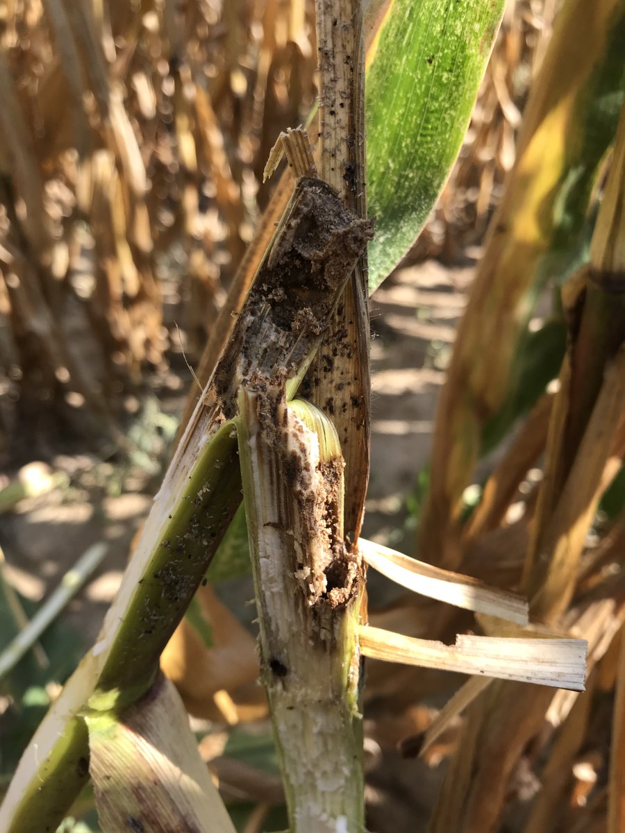 InsectTracker's tweet photo. Des dégâts de pyrales en veux-tu en voilà!🌽
📸Photos prises en Meurthe-et-Moselle (54) et Bas-Rhin (67).

➡️Partagez vos alertes sur Evalio® Insect Tracker 📱
#InsectTracker #Cornlover https://t.co/f3DRgdeDUf