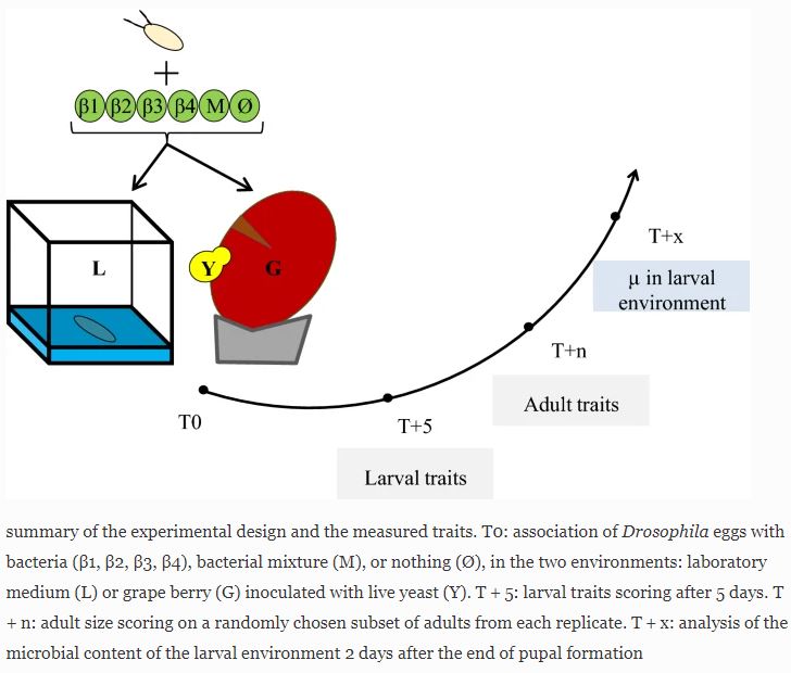 evoecology's tweet photo. Environmental specificity in Drosophila-bacteria #symbiosis affects host developmental plasticity 🦠https://t.co/ggf2uFWVf8🦠 #SNEVEC #SpringerNature #EvolutionaryEcology #drosophila #developmentalplasticity @GuilhotRobin @antoine_rombaut @lifeonthefly15 @IntlSymbioSoc https://t.co/x9PDnL0yJL