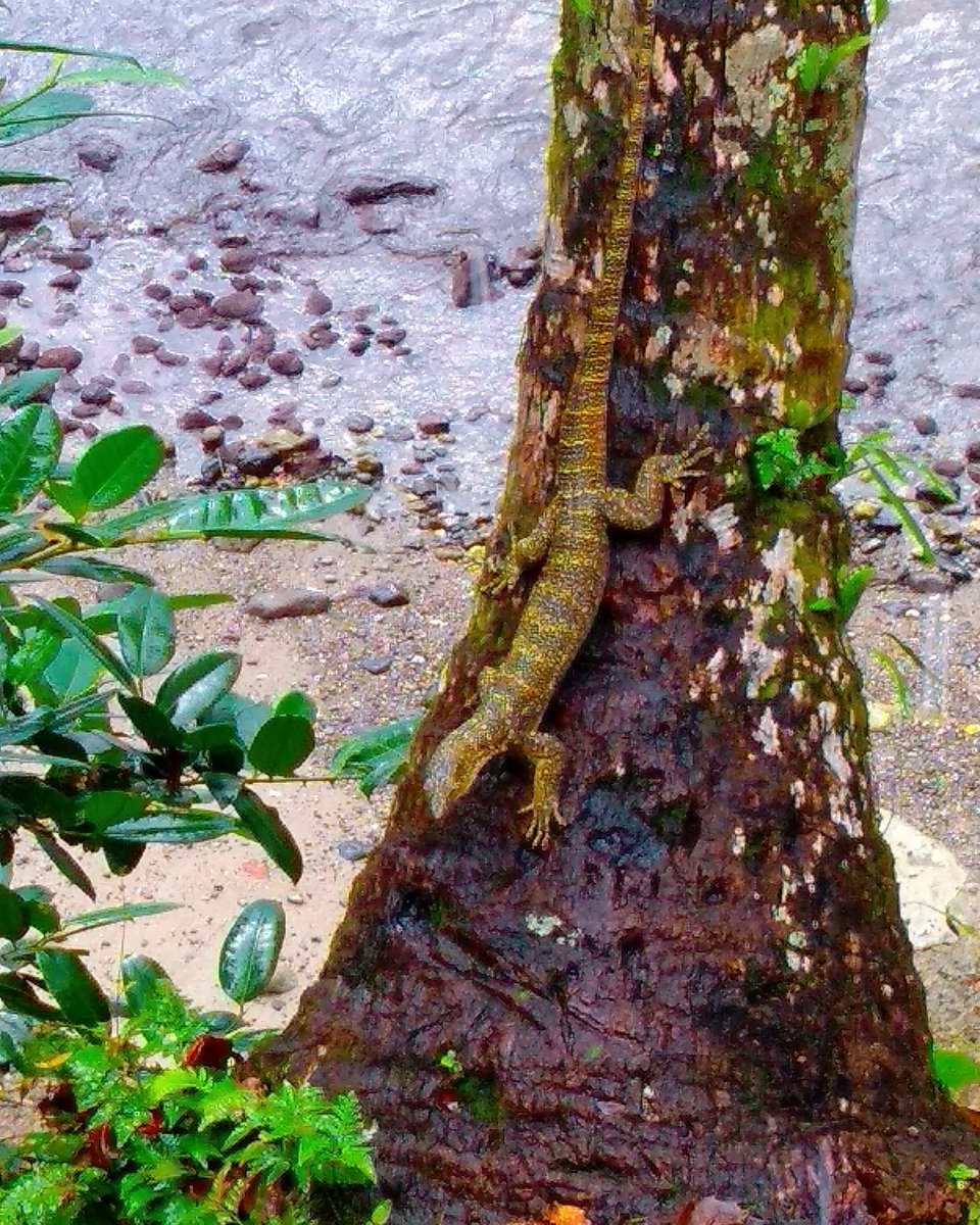 Soa-Soa (Indonesia Timur ) #kadalsedang ada saja Manusia mempunyai sifat yg sama dengan apa soa? Berpulang pada diri sendiri..