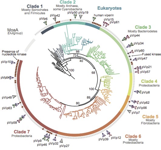 Stoked to report in  @nature the discovery of prokaryotic viperins, which naturally produce diverse anti-viral molecules ! After providing us with antibiotics, bacteria might become sources of novel anti-viral drugs. (1/9) https://www.nature.com/articles/s41586-020-2762-2