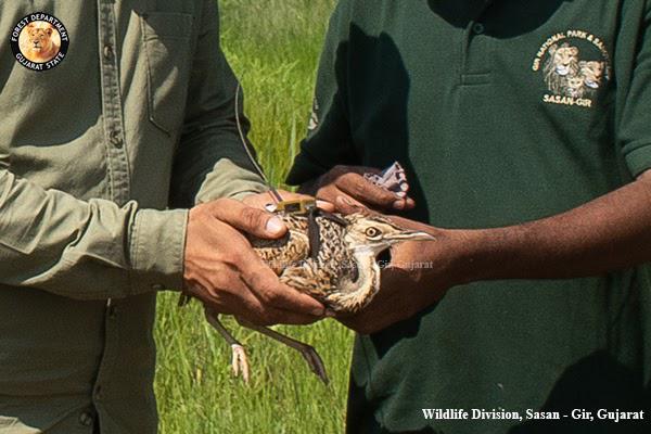 We are proud to be associated with this significantly important work for the conservation of endangered #LesserFloricans (#Khadmor). The tagging will give important information to plan the conservation work for the species even beyond it's breeding ground.