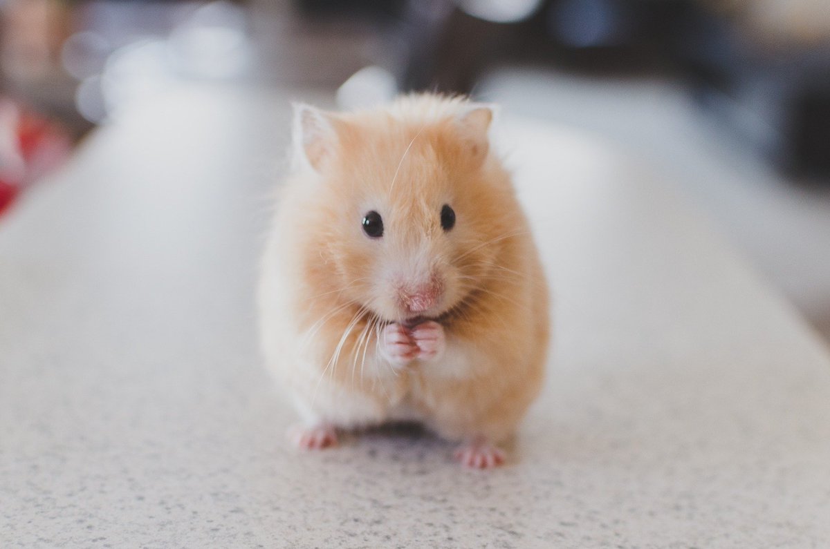 Hamsters make excellent pets:  they don't require a lot of attention, get enough exercise running on their wheel, and are cute and cuddly. Unfortunately, hamsters don't come with care instructions, so it’s important to do your research before you get one! ❤️🐹🐾