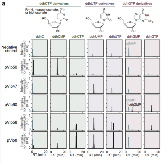 We knew the human viperin produces ddhCTP. However our pVips sequences are much more diverse. Does the sequence diversity reflect chemical diversity ? We ran LC-MS experiments on cell lysates and show that pVips produce ddhCTP AND ddhUTP AND ddhGTP.