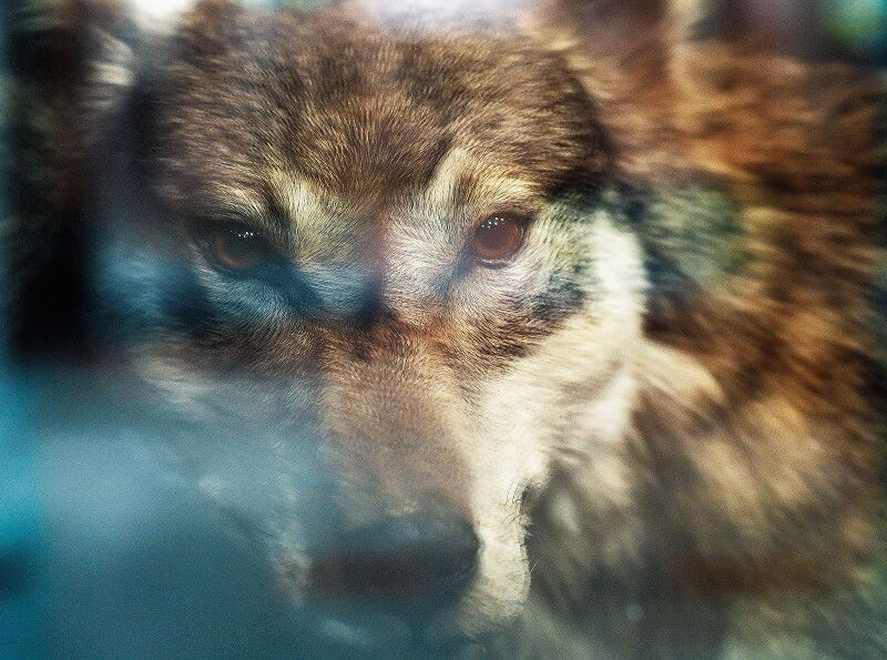 Heisst regulierbar wahllos abknallen? Natürlich nicht, deshalb können auch tierliebende Städter mit Überzeugung für das neue Jagdgesetz stimmen <a href="/JagdgesetzJa/">Jagdgesetz Ja</a> <a href="/helmut_stalder/">Helmut Stalder</a> epaper.nzz.ch/index.cfm/epap… <a href="/NZZSchweiz/">NZZ Schweiz</a>