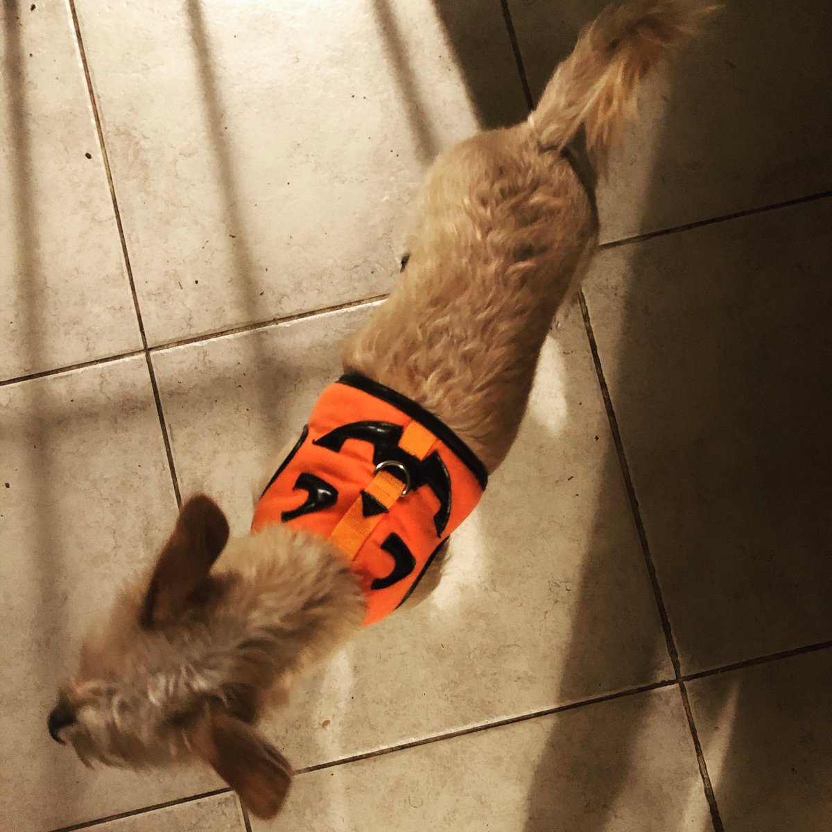 lunaforevr's tweet photo. My little Movie girl is ready for Halloween. https://t.co/4P7wtqbVDv