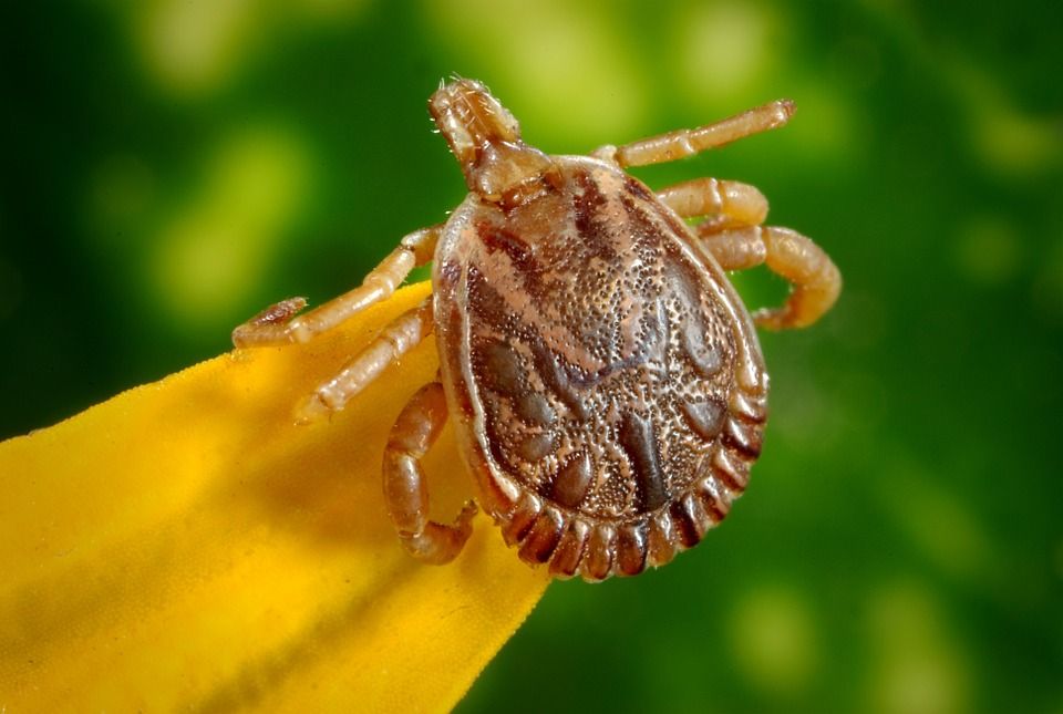 TerminatorTPC's tweet photo. Mosquitos, ants, and ticks are three summer pests that annoy us all. Read up on some pest control tips from us at @TerminatorTPC: https://t.co/fn7uOtxYXl
#TerminatorTPC #PestControl #PestControlTips https://t.co/B6CYh31wAh