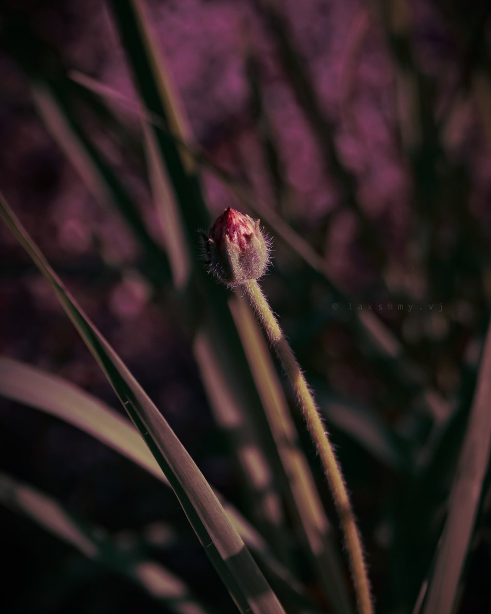 Sunkissed Budding 🌷
#500pix #flowerphotography @500px @NatGeoPhotos #natgeophotography @HonorClubIndia