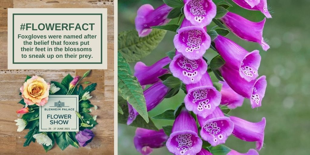 Do you know why Foxgloves are called Foxgloves? Those sneaky foxes...🦊😂 #flowerfact #funfactfriday #foxglove #foxgloves #flowers blenheimflowershow.co.uk
