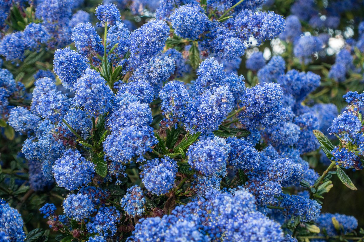 The nights  are creeping in - but that doesn't mean we can't enjoy our gardens. In fact, there are plenty of plants that are still blooming throughout September &amp; October. We love the Ceanothus ‘Autumnal Blue’. What are your favourite autumnal plants?blenheimflowershow.co.uk