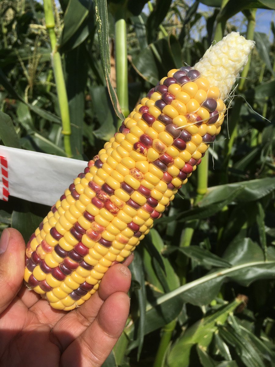 UMN_AgroPlant's tweet image. COMING SOON... Gopher Corn! A sweet variety showcasing Maroon and Gold🌽〽️