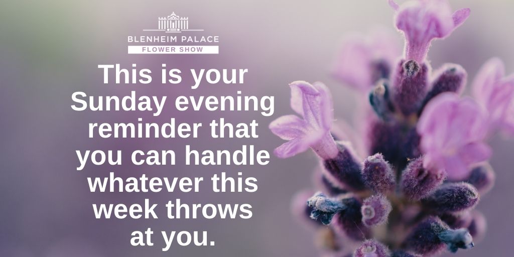 You've got this 👍 blenheimflowershow.co.uk #SundayThoughts #SundayMotivation #Flowers