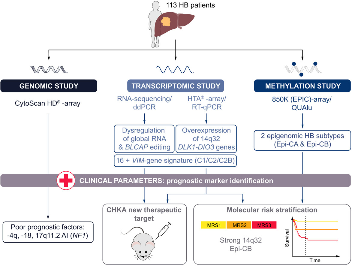 CarrerasIJC's tweet image. Mar Mallo, Head of our #Microarrays Platform, and the group of @SoleKiko collaborate in “Epigenetic footprint enables molecular risk stratification of #hepatoblastoma with clinical implications”, published in @HEP_Journal.
Full text: ow.ly/4wyE50Bszn7