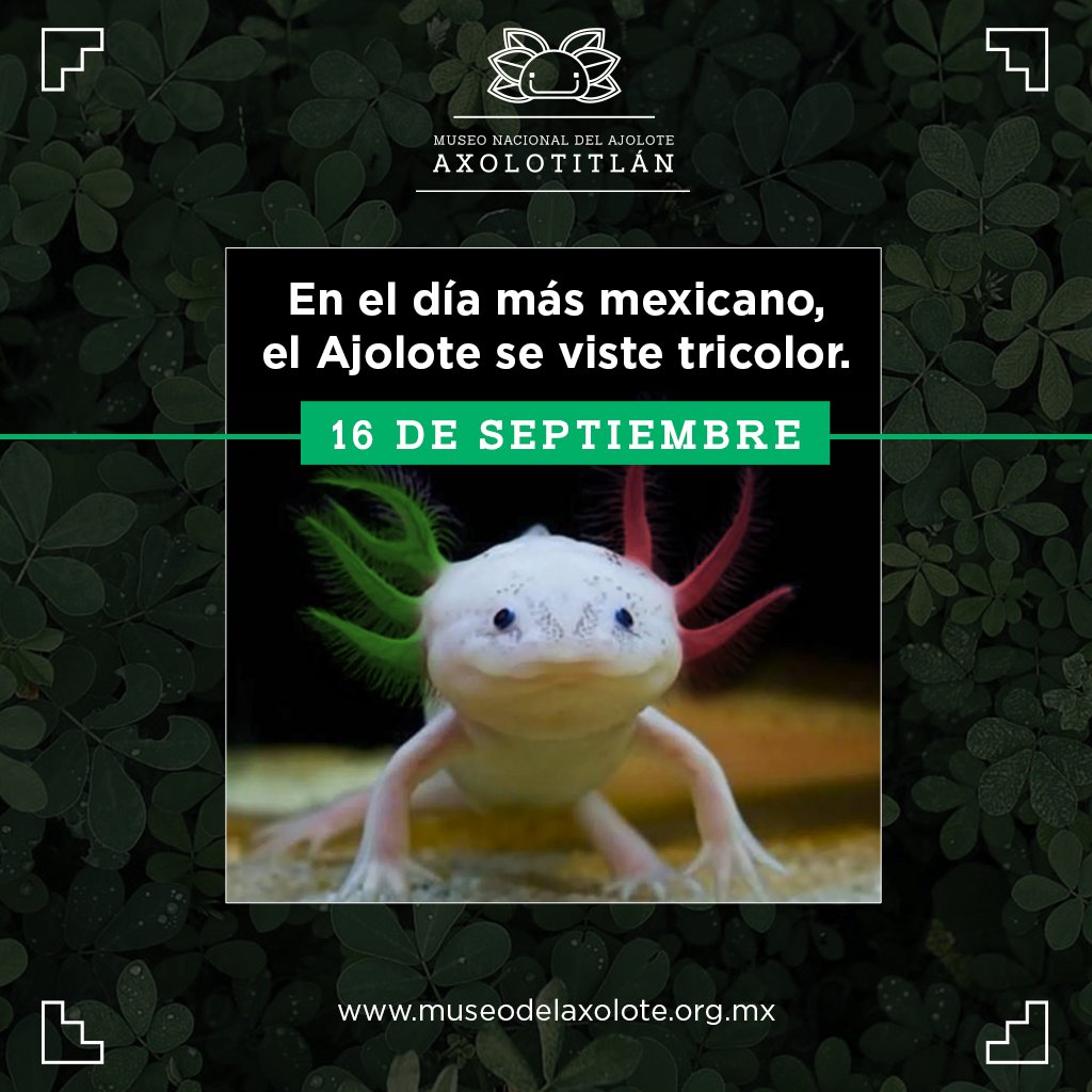 Axolotitlan tweet media