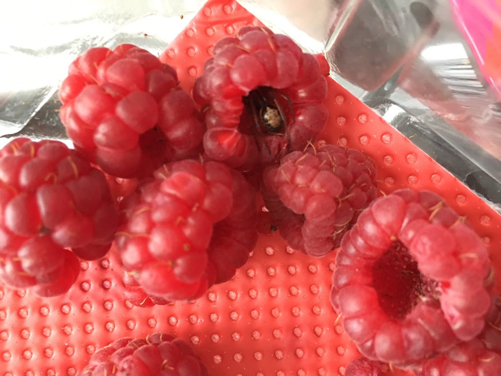 ClaireSpring4's tweet photo. @AldiUK didn’t realise you get a live free pet with a pack of raspberries. Not impressed. #spider #gross #wasteofmoney https://t.co/o4qAvqa8Z6
