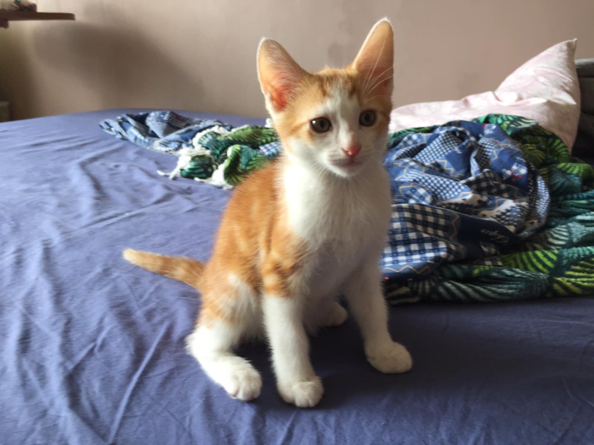 Animegaux V Twitter L Equipe D Animegaux Ont La Douleur De Vous Faire Part Du Deces De Billi Il Est Decede D Une Pathologie Cardiaque Repose En Paix Petit Chaton Merci Beaucoup De Vos Partages