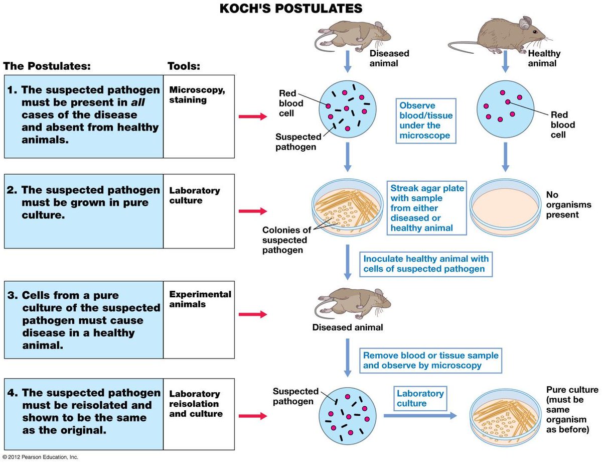 273) Koch formulated a set of four criteria to determine if a specific pathogen causes a particular disease; these are known as Koch’s postulates. At first glance, Koch’s postulates appear perfectly logical, and they seem to make sense within the context of “infectious” diseases.