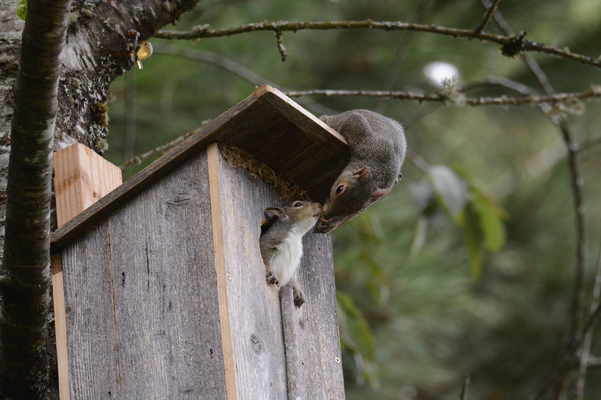 I was watching them last week when I saw something funny. Mama squirrel kept running back and forth from the nest box. It looked like she was giving her babies a tiny kiss.