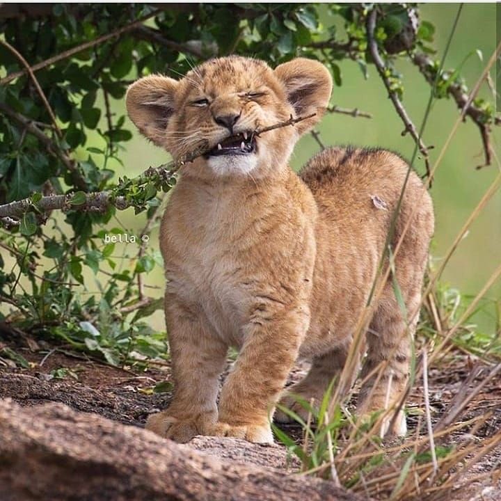 เบบี้ไลอ้อน