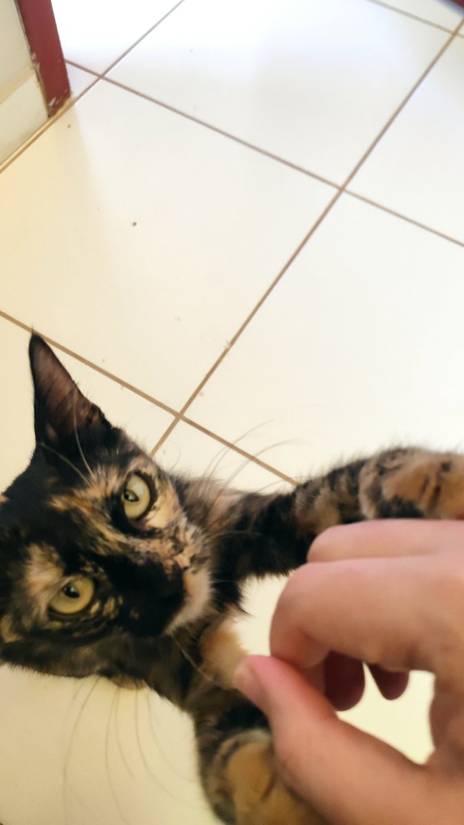 lhu_'s tweet photo. ADOÇÃO (palmas-to):

essa linda neném invadiu nosso apartamento na semana passada. já foi vermifugada e amanhã vamos castrar, mas não podemos ficar com ela. 

ela é extremamente boazinha, e está precisando de um tutor responsável e amoroso.

alguém querendo adotar? https://t.co/q9QfHwp2Le