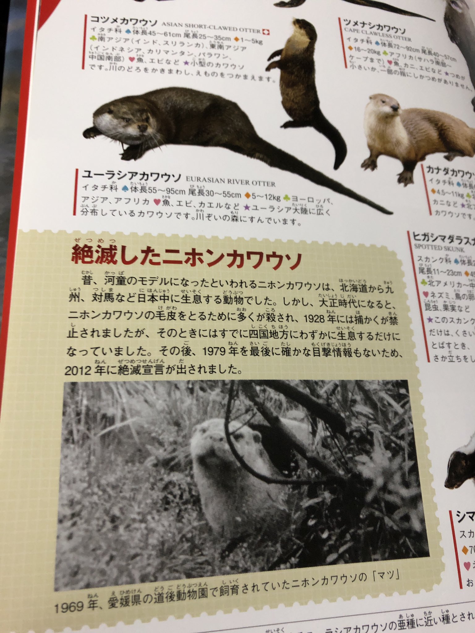 ぬまがさワタリ ゆかいないきもの超図鑑 ３ ８発売 高知の未確認カワウソ 脱走したペットのコツメカワウソでは って声もあるが 撮影個体の体長1 2mは 尾込みでも コツメにしては大きい 対馬の時のようなユーラシア説も地理的に微妙 何より