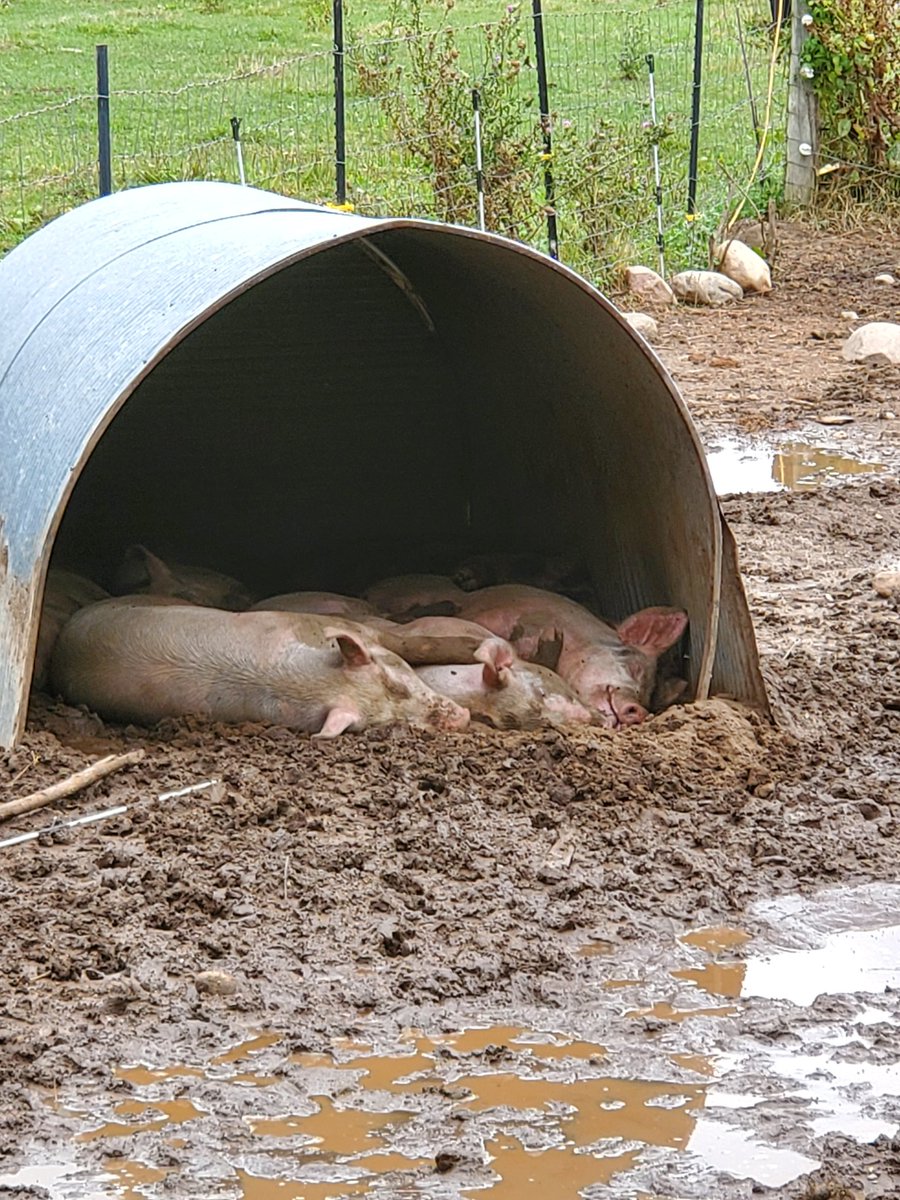 maplelanefarm44's tweet photo. It is currently noon I feel this teenagers are sleeping too much
#maplelanefarm #farmfresh #farmlife https://t.co/CehQzEgfdr