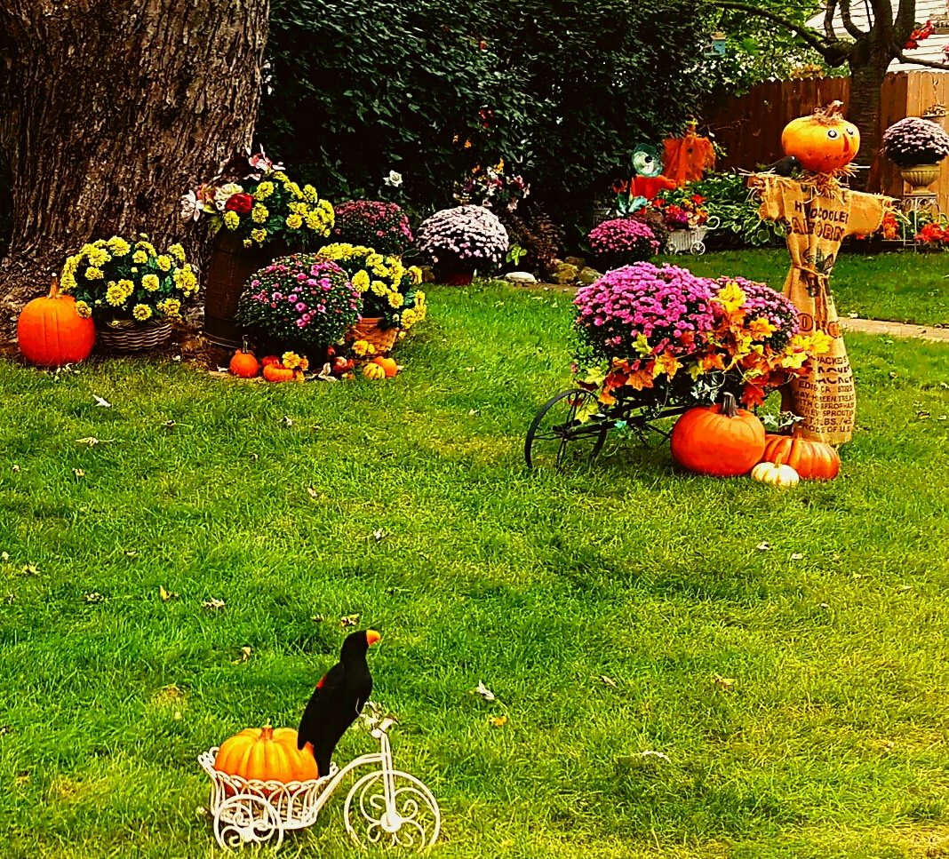 My scarecrow isn't scaring any crows, do you think it's because he's too good looking? 😊😆🍂🍁
destinationcharming.com 
      🍊🍊🍊🍊🍊🍊
#falldecor #Autumn #WednesdayThoughts #gardening #falldecoratingideas