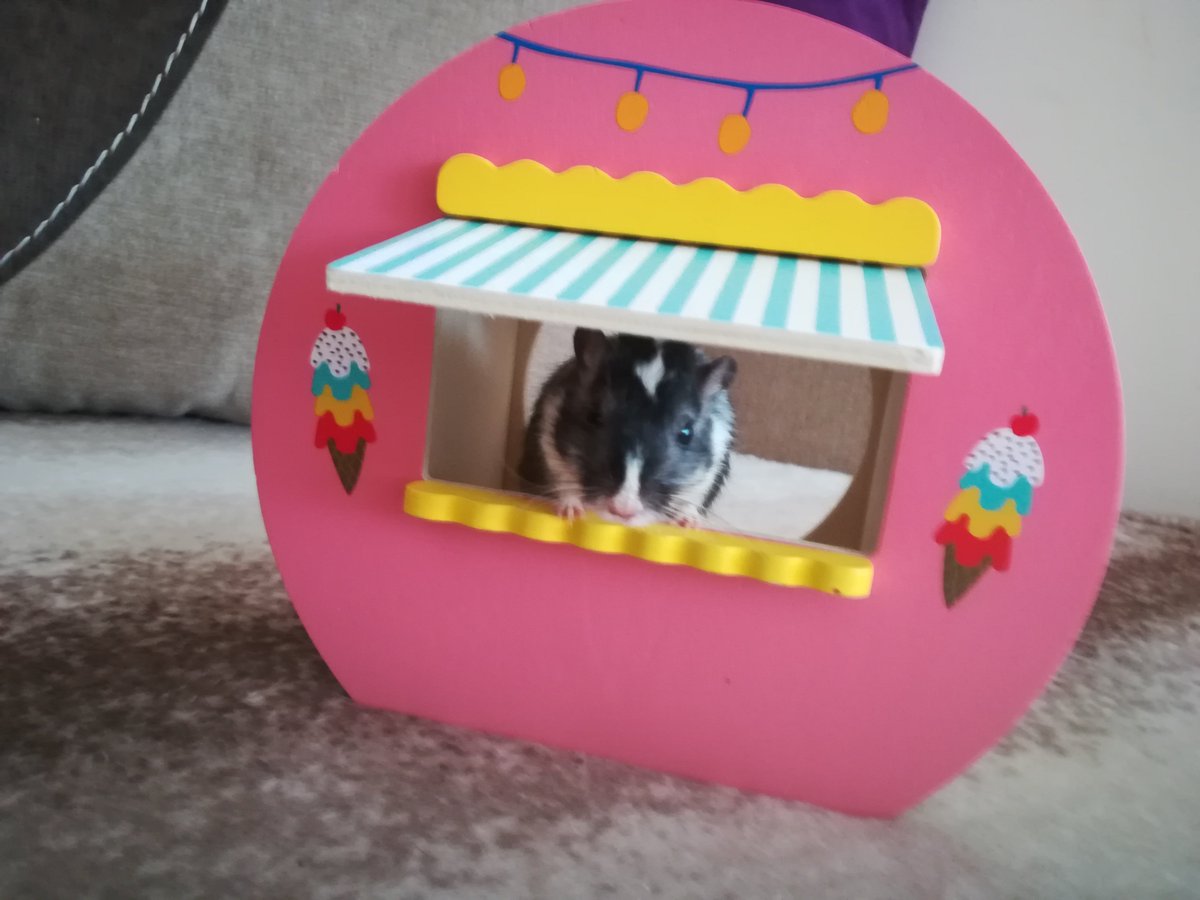 TheMessMess's tweet image. Do you want some ice cream?

#gerbil #myszoskoczek #MySon