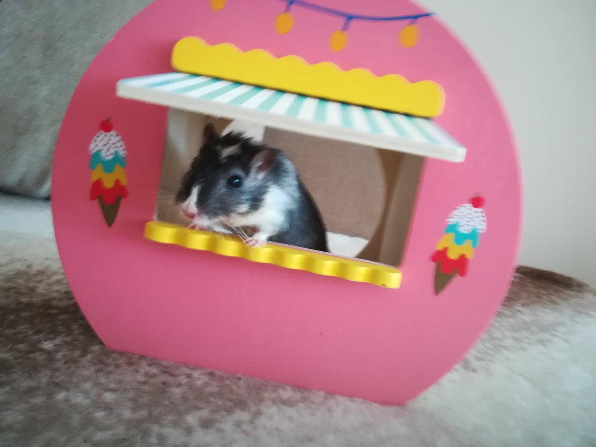 TheMessMess's tweet image. Do you want some ice cream?

#gerbil #myszoskoczek #MySon