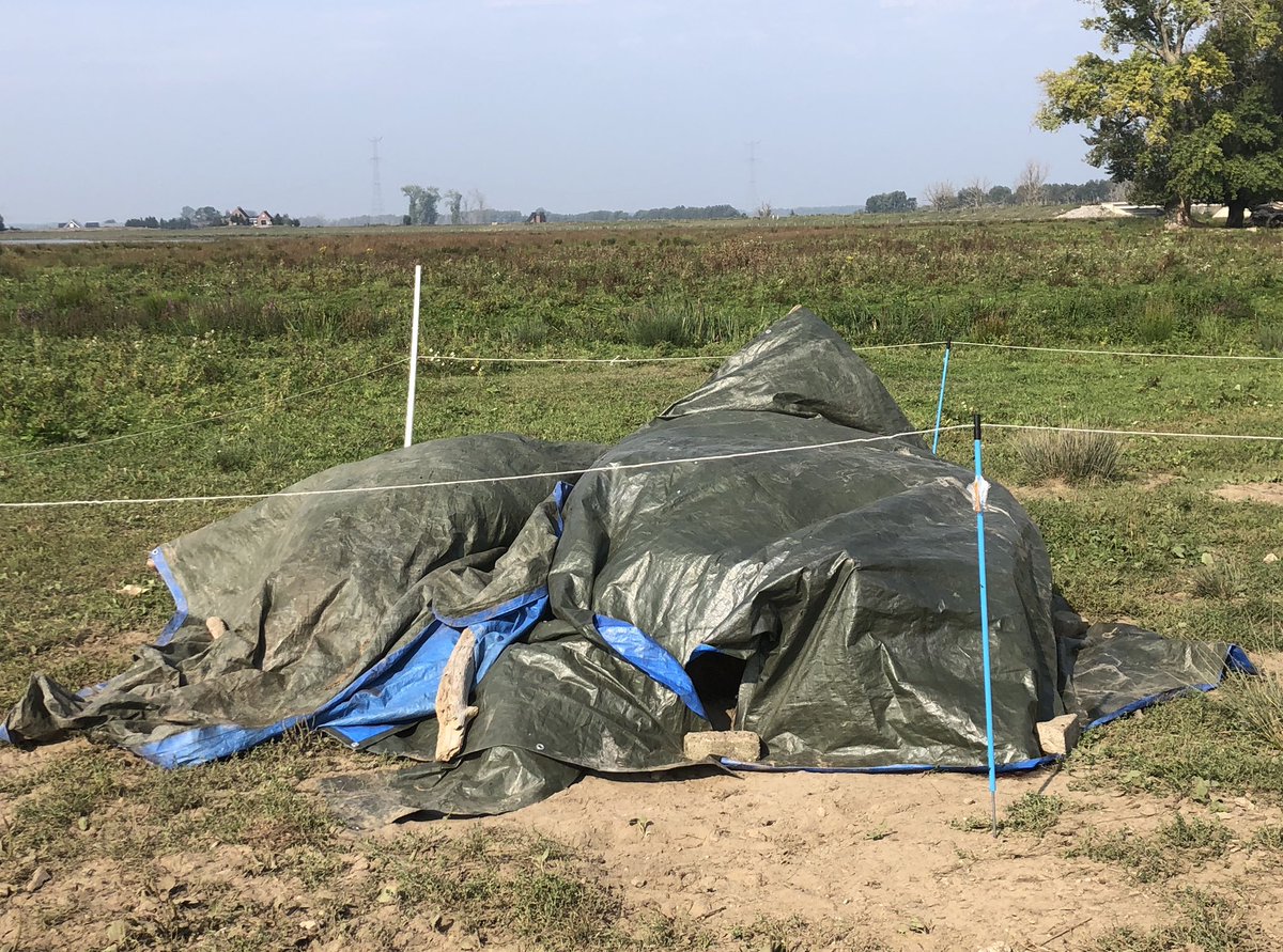 Afschieten runderen #Noordwaard #Biesbosch <a href="/tanjadebode/">Tanja de Bode</a> <a href="/FREE_Nature/">FREE Nature</a> <a href="/OKEFM/">OKÉ FM</a> <a href="/radioAFMnl/">Radio A-FM</a> #Hooglanders #waterbuffels.