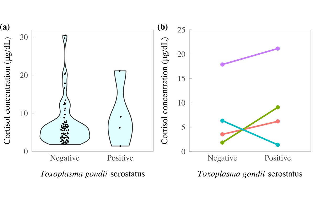 While we expected that infection might stress our furry fox friends, our  #cortisol experiments (with excellent work from  @HarryJPeters &  @CnpDr) showed little difference between T. gondii infected and uninfected foxes. Plot a) shows all foxes, & b) pairs of matched foxes. 7/n