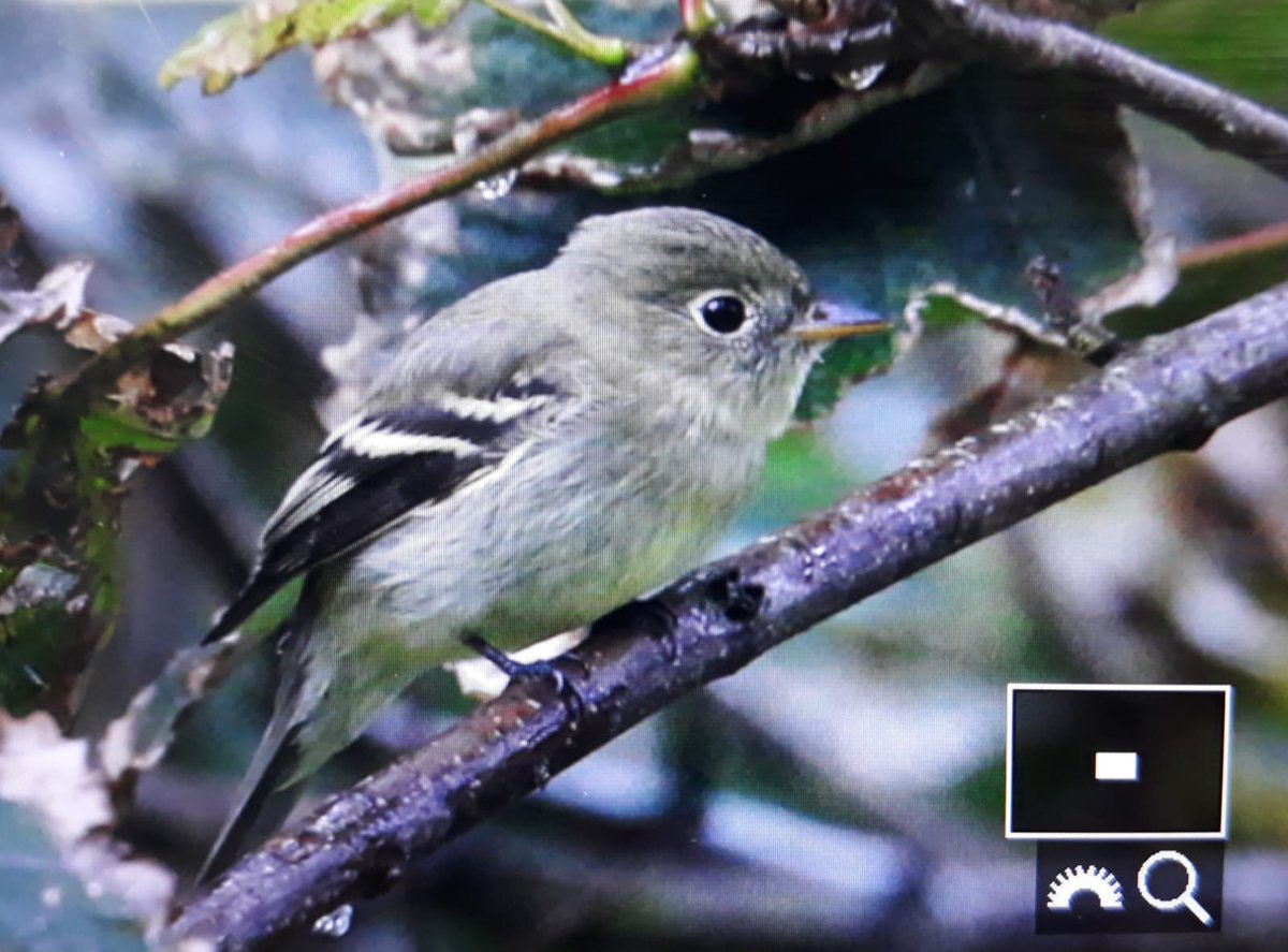 BirdGuides's tweet photo. The first Yellow-bellied Flycatcher for Britain and the WP, photographed on Tiree this morning by @knotsbirder.

If considering a visit, please adhere to Scottish COVID-19 restrictions and follow all guidelines in our news updates; let's make it a positive experience for all. https://t.co/E8s2yGbDfr