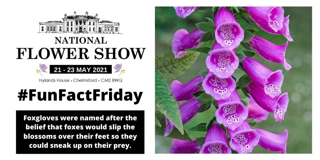 📢FUN FACT FRIDAY📢 Did you know that #Foxglove is an old English name formed on the belief that foxes slipped their feet into the blossoms on the plant to sneak up on their prey? 🦊 #fox #funfactfriday #foxgloves #flowerfact nationalflowershow.co.uk