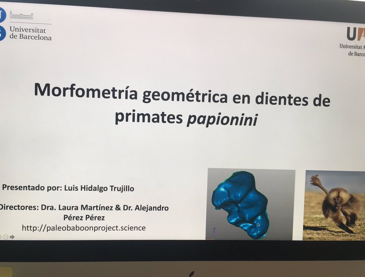 MorphoLabBCN's tweet photo. Por último, felicitar a Luis Hidalgo Trujillo, por su TFM "Morfometría geométrica en dientes de primates Papionini" 👏🥳 
@paleobaboon

📷: @AntroBiologica https://t.co/mThX4R9TN6