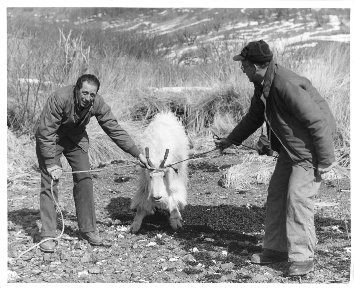 USFWSHistory's tweet photo. Winner of Last Week's "You Write the Caption Contest!"  

“I tried getting along with him, but sometimes he just gets my goat!”

#fwsheritage #captionimage #captionthis #captioncontest #CaptionMe #CaptionCall #caption https://t.co/AzaRIAiVut