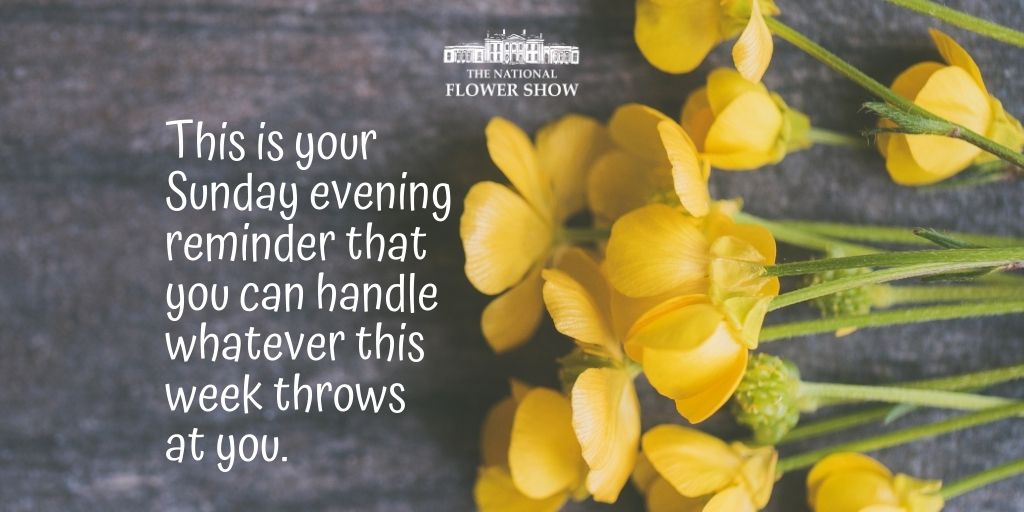 You've got this 👍

nationalflowershow.co.uk #SundayMotivation #SundayThoughts #sundayvibes #Flowers