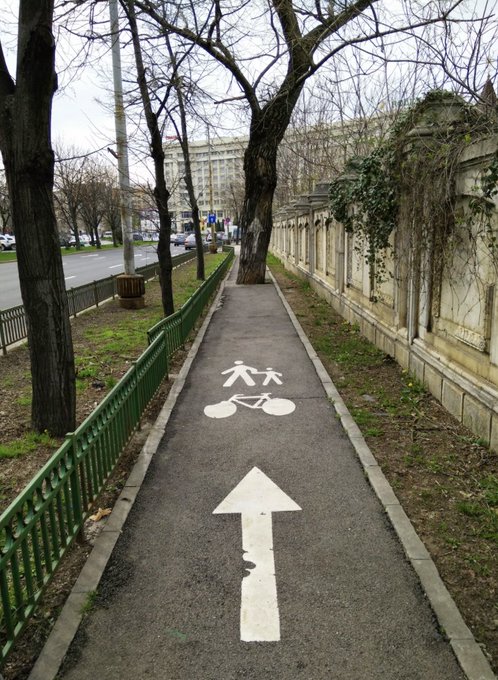 A cycle path with a tree in the middle