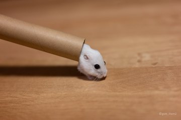 可愛い事を自覚している ハムスターが芯から出てくる姿がかわいすぎると話題に Starthome