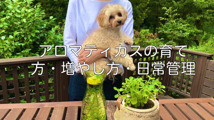 アロマティカス Twitter Search Twitter