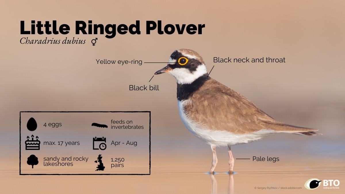 Stock photo of Little ringed plover (Charadrius dubius) flock in flight,  Baie de Morlaix…. Available for sale on www.naturepl.com