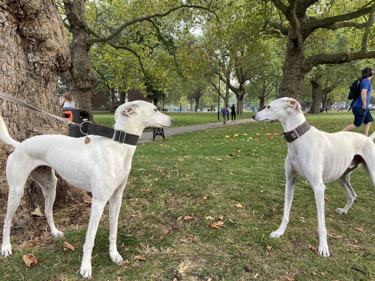 HamiltonChivers's tweet image. 👀