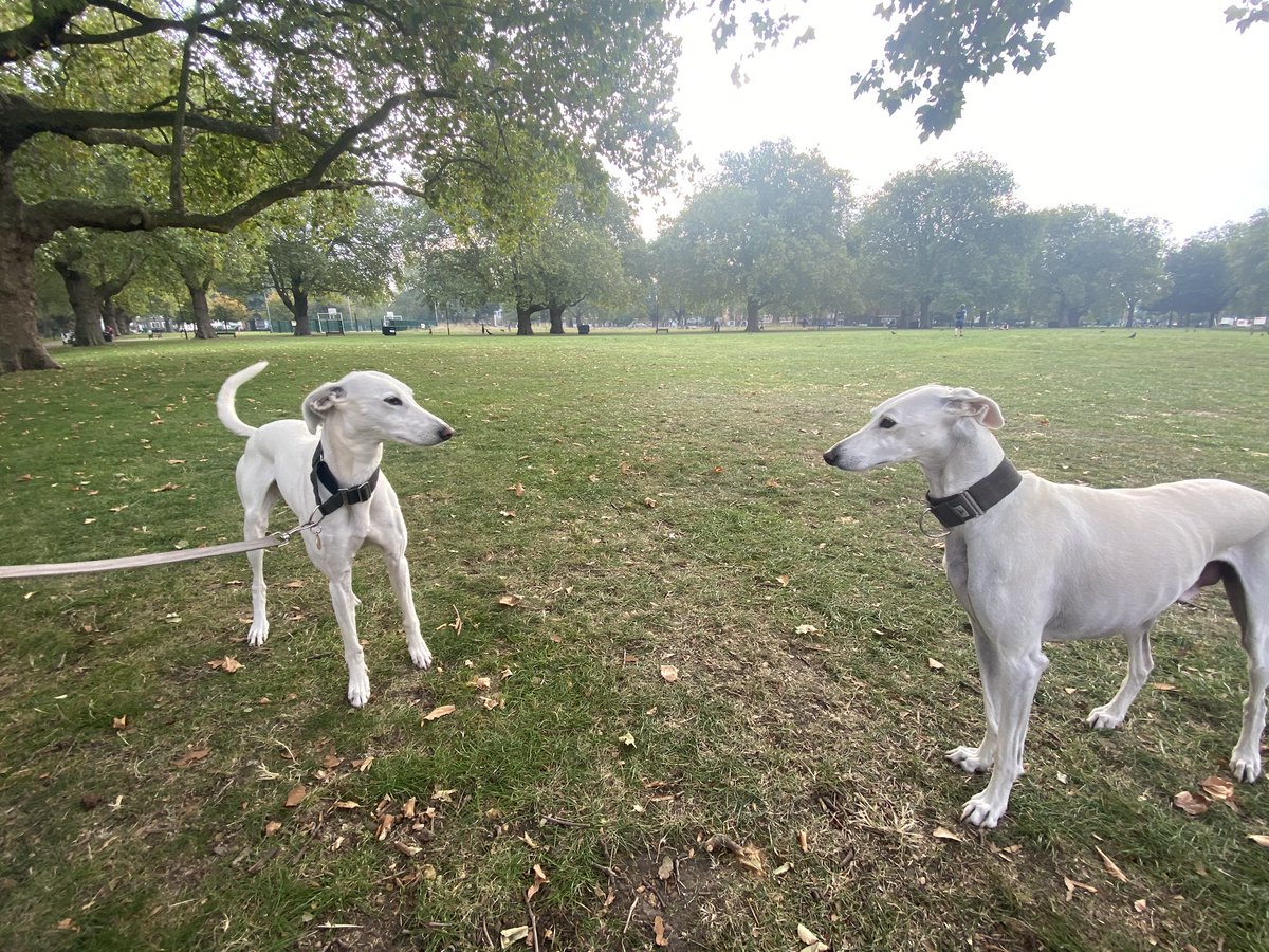 HamiltonChivers's tweet image. 👀