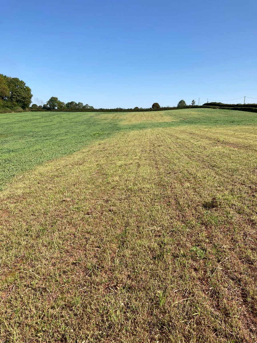 Brett_CCC's tweet photo. Very interesting to see that these very acidic areas of the field have been destroyed by Turnip Sawfly Larvae. Certainly evidence that pests are attracted to unhealthy plants as the natural defences are struggling. https://t.co/AdJnKVeHlt