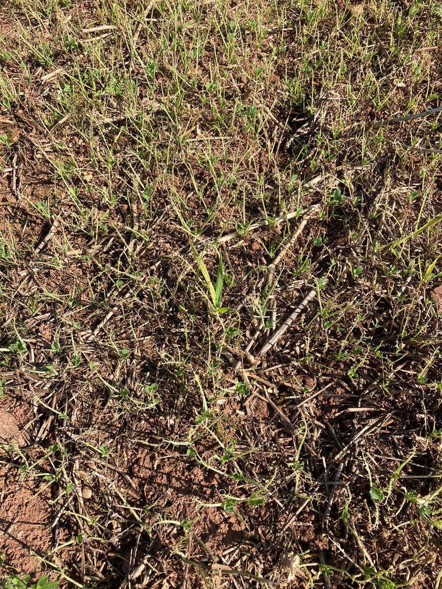 Brett_CCC's tweet photo. Very interesting to see that these very acidic areas of the field have been destroyed by Turnip Sawfly Larvae. Certainly evidence that pests are attracted to unhealthy plants as the natural defences are struggling. https://t.co/AdJnKVeHlt