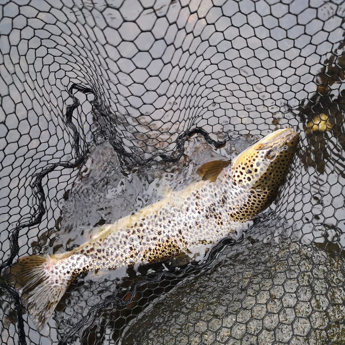 The River Don tweet media