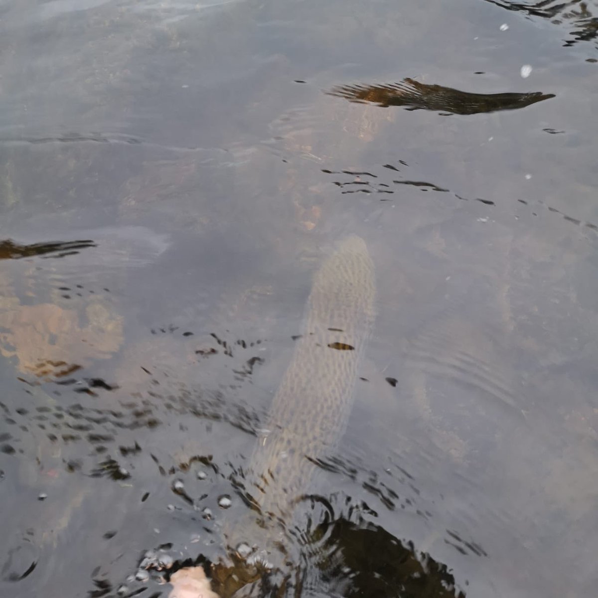 The River Don tweet media