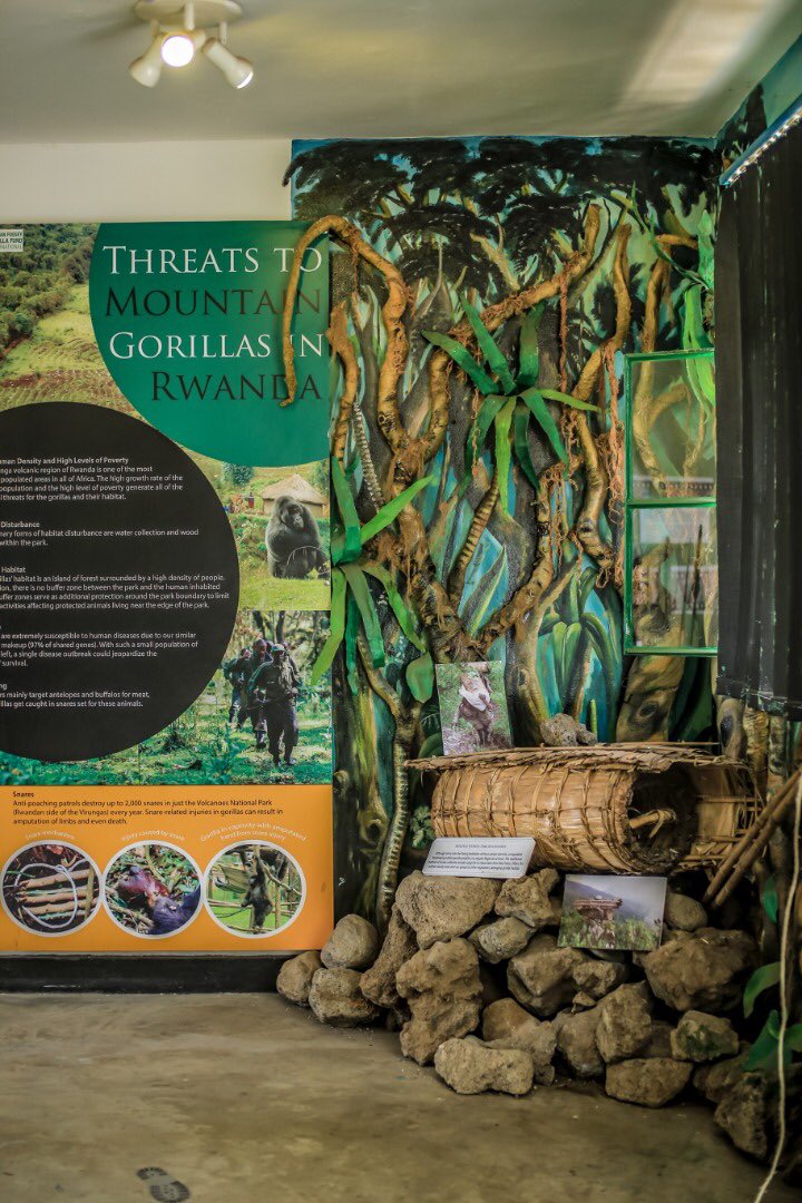 Visit Rwanda (@visitrwanda_now) on Twitter photo While visiting Musanze in Rwanda's north, take an educational tour of the <a href="/SavingGorillas/">Dian Fossey Gorilla Fund</a> Karisoke Exhibit and learn about the endangered mountain gorillas of <a href="/VolcanoesPark/">Volcanoes Park</a> & the amazing work being done to protect them by rangers, vets, trackers & the community.
#VisitRwanda 🦍 While visiting Musanze in Rwanda's north, take an educational tour of the <a href="/SavingGorillas/">Dian Fossey Gorilla Fund</a> Karisoke Exhibit and learn about the endangered mountain gorillas of <a href="/VolcanoesPark/">Volcanoes Park</a> & the amazing work being done to protect them by rangers, vets, trackers & the community.
#VisitRwanda 🦍