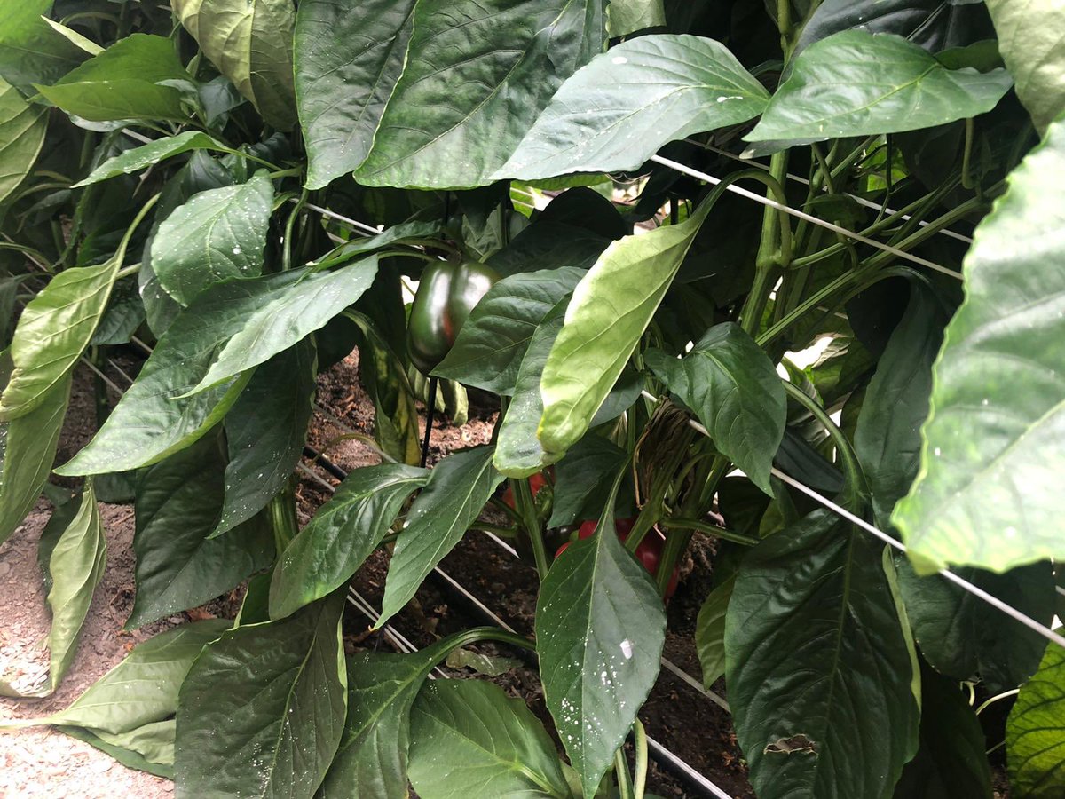 wellocksfood's tweet photo. Great to see Paco from our Spanish office working directly with the growers for the new season. https://t.co/mZ0UAv0Eyq
