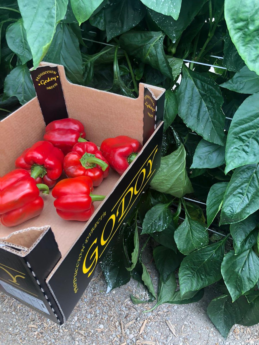 wellocksfood's tweet photo. Great to see Paco from our Spanish office working directly with the growers for the new season. https://t.co/mZ0UAv0Eyq